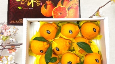 놓치면 후회! ✨충주레드향🍊 특가 후기 & 구매 꿀팁 대방출!